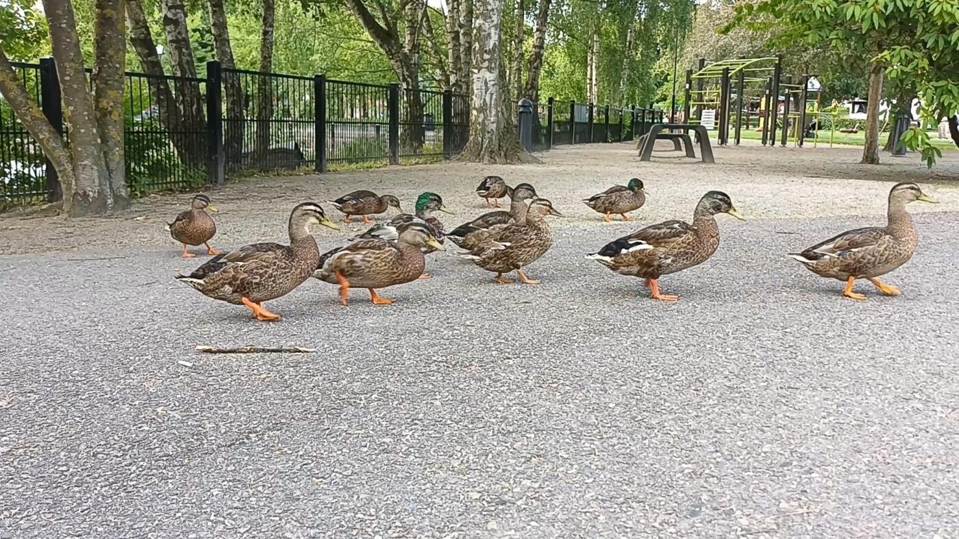 Stadsparken Svedala