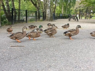 Stadsparken Svedala
